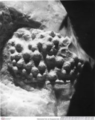 Historisches Foto von Decapoda indet. (NHMW-AFW-GEO-BACHMAYER-FOTO-1990-0041-2000)